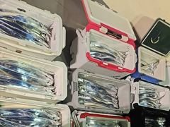 09.23 [속초,강릉] 강릉 성훈호 260923수(오전) 동해바다 돼지고등어 삼치 회유어종 체험 배낚시 조황 (성훈호낚시TV)
