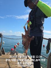 통영 금정호 오전문어 묵직한조황입니다 내일 오후 자리여유있습니다 사진