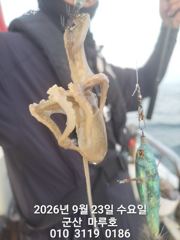 9월 23일 마루호 쭈꾸미 실시간조항~☆ 사진