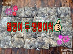 ■망탱망탱 난리난리■9/23 쭈꾸미 조황■군산 인해호■ 사진