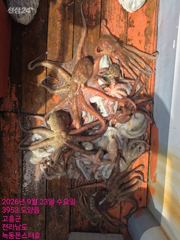9월23일 팀보스선단 문어 조황 사진