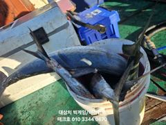 23일)오후에도 대삼치 대박~~