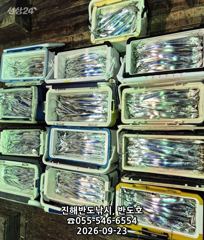 23일,내만갈치,호조황,100수이상,엄청나게 나옵니다.매일출항(목,토,일~예약가능) 사진