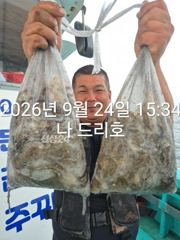 24일, 군산주꾸미 ~싸이즈 좋아요~갑이는 덤~2~3망탱이 굿굿조황~군산낚시프라자 나드리호
