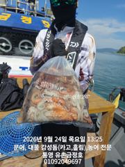 통영 금정호 오전문어 그냥 잘나옵니다 금토일 자리여유 있습니다 사진
