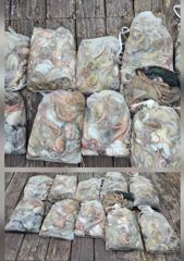 ⭐️전투돌문어⭐️ 명절 출항합니다 kk급 왕문어 사냥갑니다~~ 사진