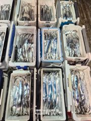 24일 신아라호 갈치텐빈 살오른갈치 쿨러가득 사진