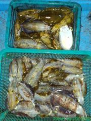 [마산] 두족류의 제왕 사진