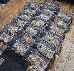 (문어)美친피딩 30수24수 마릿수 폭팔~강민호(27일 예약) 사진
