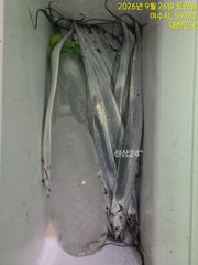 변덕스런내만갈치 사진