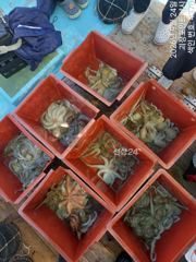 ~~*돌문어 키로급외,중치급들 손맛, 마리수 좋아요~(낼예약가능)*~~ 사진