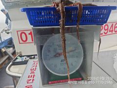 "돌문어" 2.2Kg1.6Kg1.3gK외KKK들 132수 팍~팍~ 개인17수15수13수13수12수12수등 팍~팍~ 사진