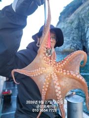 26일, 군산문어 덩치급문어들~계속이어지고있어요~실시간~군산낚시프라자 포세이돈호 사진