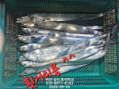 내만갈치 사이즈 마리수 굿굿!!! 낚낚GOGO~ 사진