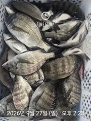 [거제] 라이프레져 감성돔흘림 돌문어 선외기조황 사진