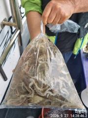 27일 왕쭈꾸미 사리물때 조항 좋습니다 ~29일 화욜 예약가능 합니다 사진