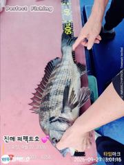 [진해] 올해 감성돔 첯 출조~~ 사진