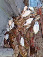 09월27일 주꾸미 조황 사진