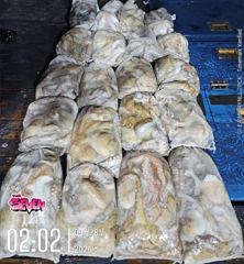 덩어리급으로 커진 야간문어｜군산 뉴세븐호 9월 27일 조황 사진