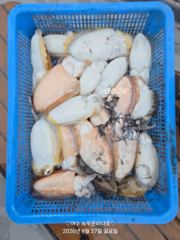 내일 갑오징어 출조 합니다(선비:7만원..14자리 여유 있습니다) 사진