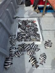 [거제] 감성돔52외 4짜및 뺀찌마릿수조황 사진