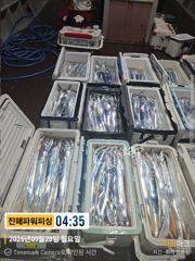 [진해] [갈치/텐빈/텐야]28일 입항조황~굵은씨알부터~잔씨알까지[화.수… 사진