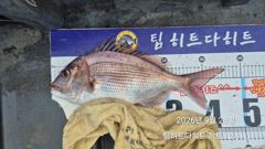 [거제] 선상흘림/해금강 실시간 오짜참돔.긴꼬리벵에돔.슈퍼전갱이 줍는 중 사진