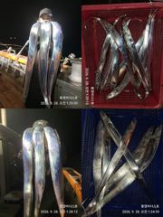 [통영] 통영비너스....."3지 알지 "월명 관계없이 1타4~5피...… 사진