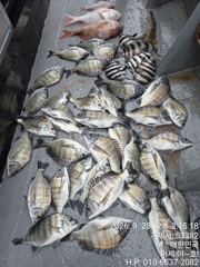 (감성돔)5짜5짜5짜급 외 4짜4짜4짜 6방 팅..야호(29일 예약) 사진