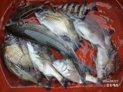 [통영] 경동레저(신광) 선외기낚시 흘림찌낚시 감성돔 조과 사진