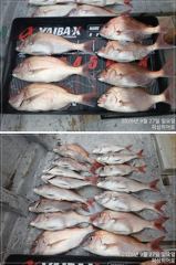 5짜4짜 참돔 마릿수 조황 (흘림낚시) 사진