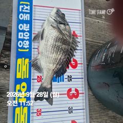 [마산] 돔앤돔호 오늘조황.연일 호조황이네요. 사진
