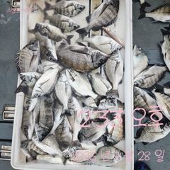 [고성] 28일 감성돔 꾸준한 조황~ 사진