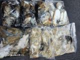 9월28일 조항 입니다 신발사이즈 갑이가 오늘에 포인트에서 잡아 올렸네요 사진