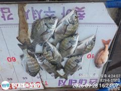 [통영] 통영현대레저)부부조사님 대박친날 감성돔57마리 사진
