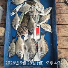 22분전 [진해] 9/28 k급외중치급으로 손맛굿~ 씨알좋네요~~내일예약가능 사진