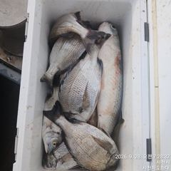 [사천] (사천저도좌대&펜션)9윌28일 저도좌대 조황 사진