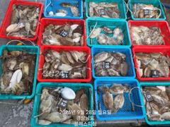 9월28일 갑오징어 조황입니다~ 사진