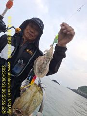 갑오징어 주꾸미 조황 입니다 사진