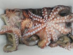 여밭 돌문어 1100g1000g1000g외KKK들 123수 팍~팍~ 전원 마릿수손맛^^ 사진