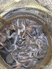 사천피싱스타 주꾸미 조황입니다 사진