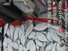 ◆◆28일.군산샤크호◆◆광어다운샷조황◆◆내일갑오징어자리여유 사진