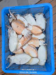내일 갑오징어 출조 합니다(선비:7만원..자리여유 있습니다)금요일 쭈꾸미. 14자리 여유 사진