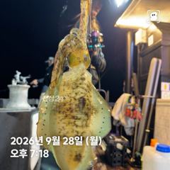 260928 월요일 무늬오징어 조황 장원 19 총 227 강구 신신호 팁런 선상낚시 사진