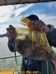 삼천포광명호2.10/1.2쭈꾸미 출조 예약 받습니다...[선비5만] 사진
