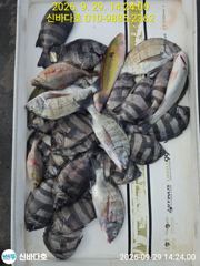 신지 신바다호 사진