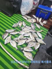 [부산] 북서풍호 감성돔 조황 사진
