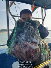 [무창포아파치호] 9월29일(화), 초보자 위주의 회사 동료 야유회 독배출조, 튼실한 쭈갑들로 즐겁게 손맛보고 왔습니다. 내일(30일,수)부터 자리여유, 전화주세요~ 010-8422-0866 사진