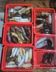 사량도 가을문어조황 사진