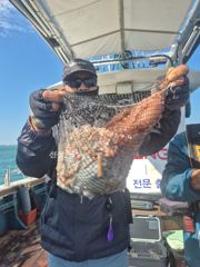 9/29일 군산아리랑호 씨알좋은 문어 조황입니다 사진